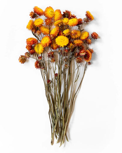 Torkade blommor - Helichrysum Orange