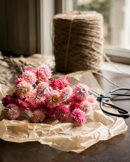 Torkade blommor - Helichrysum Rosa