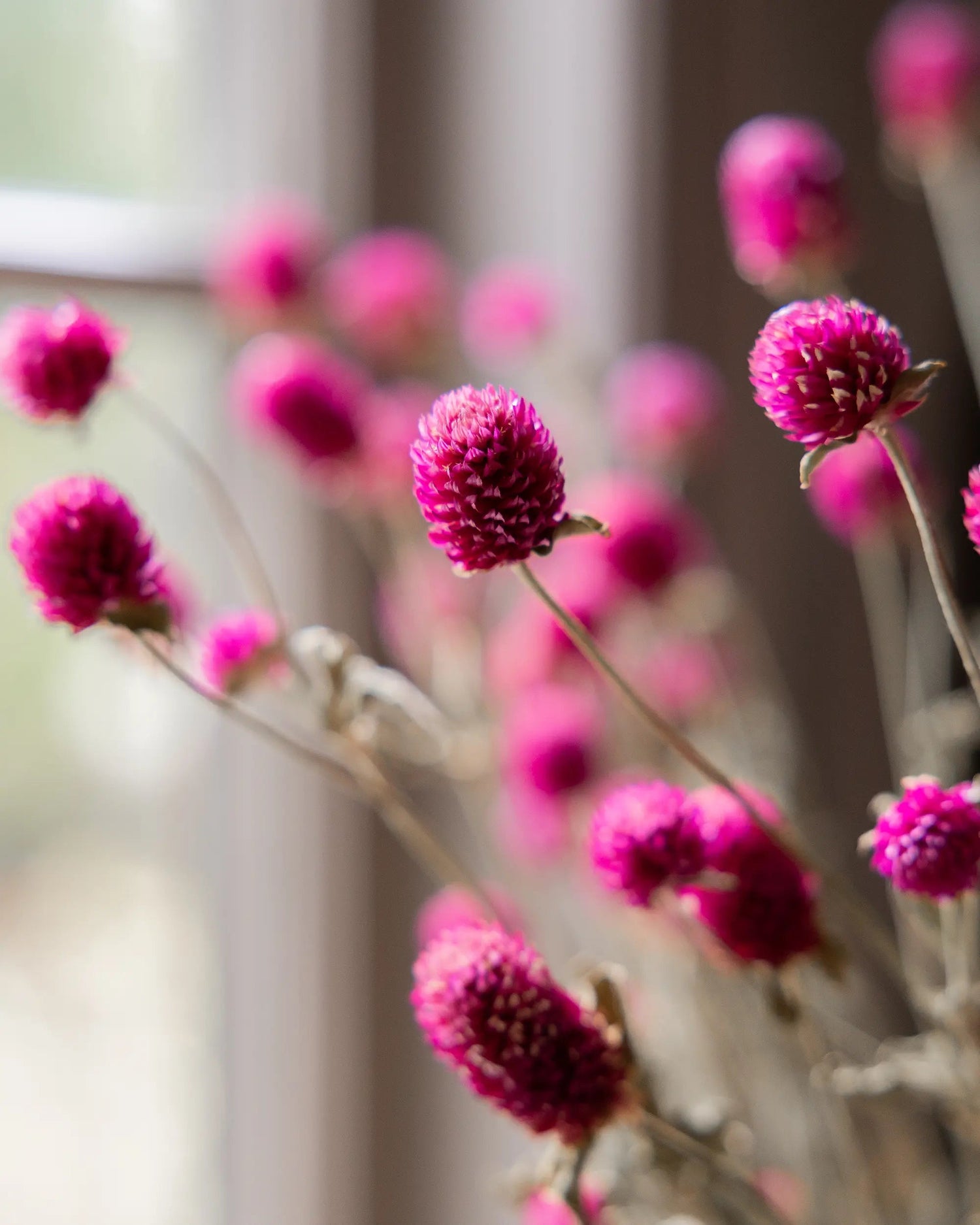 Torkade blommor - Klotamarant Cerise