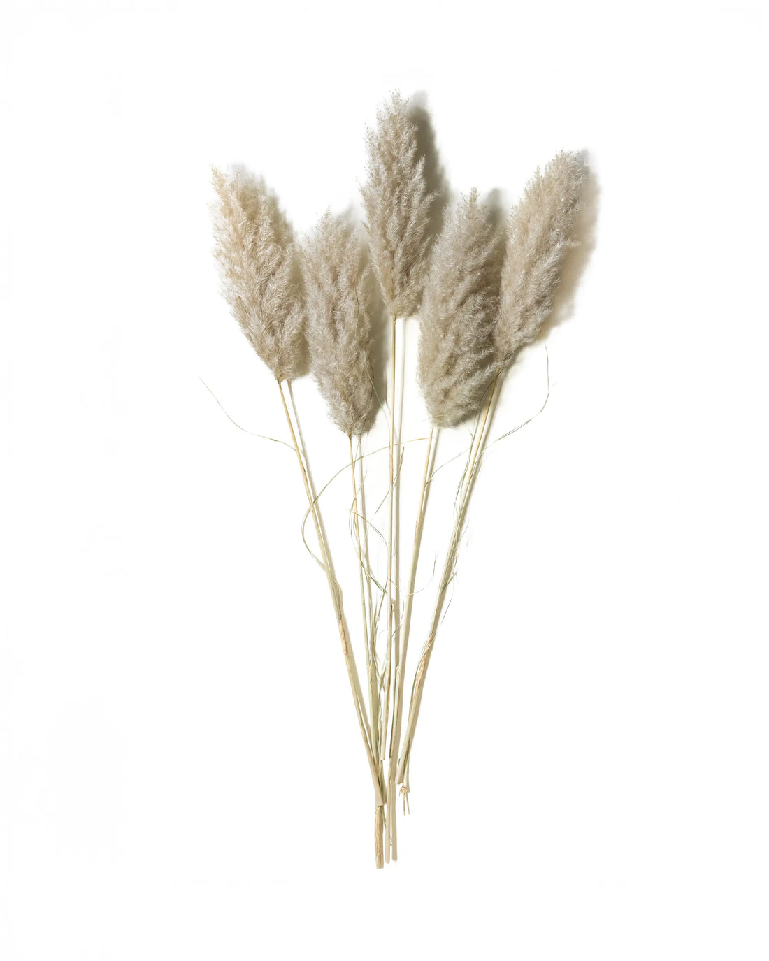 Pampas 115 cm
