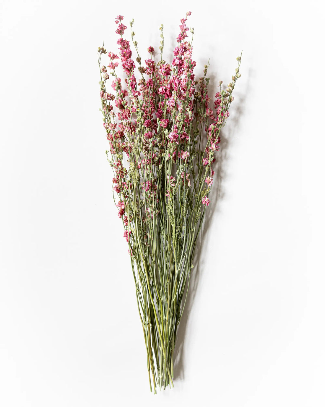 Torkade blommor - Riddarsporre Rosa