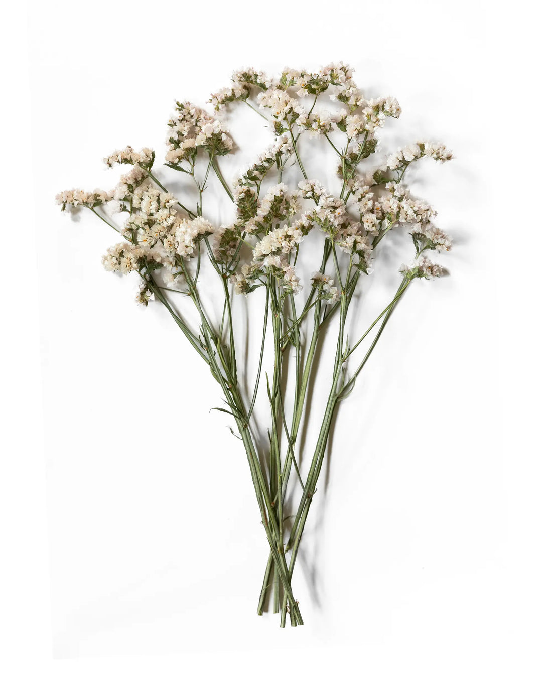 Manni Risp Torkade blommor - Skandinavisk elegans – Page 2 – Blombruket AB