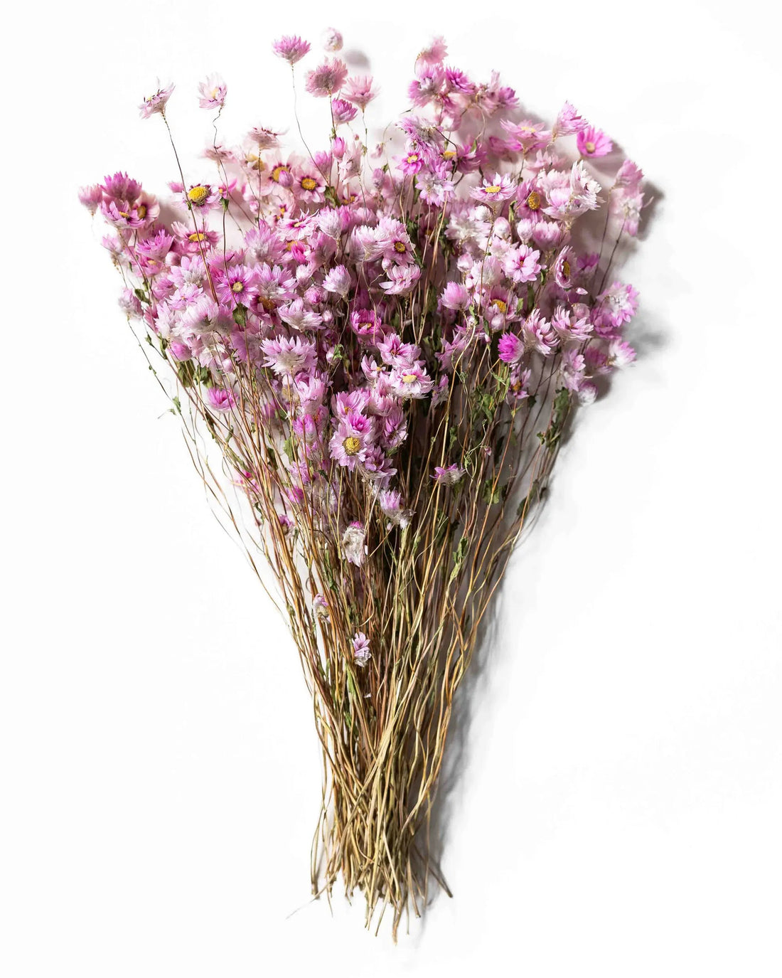 Torkade blommor - Roseternell Rosa