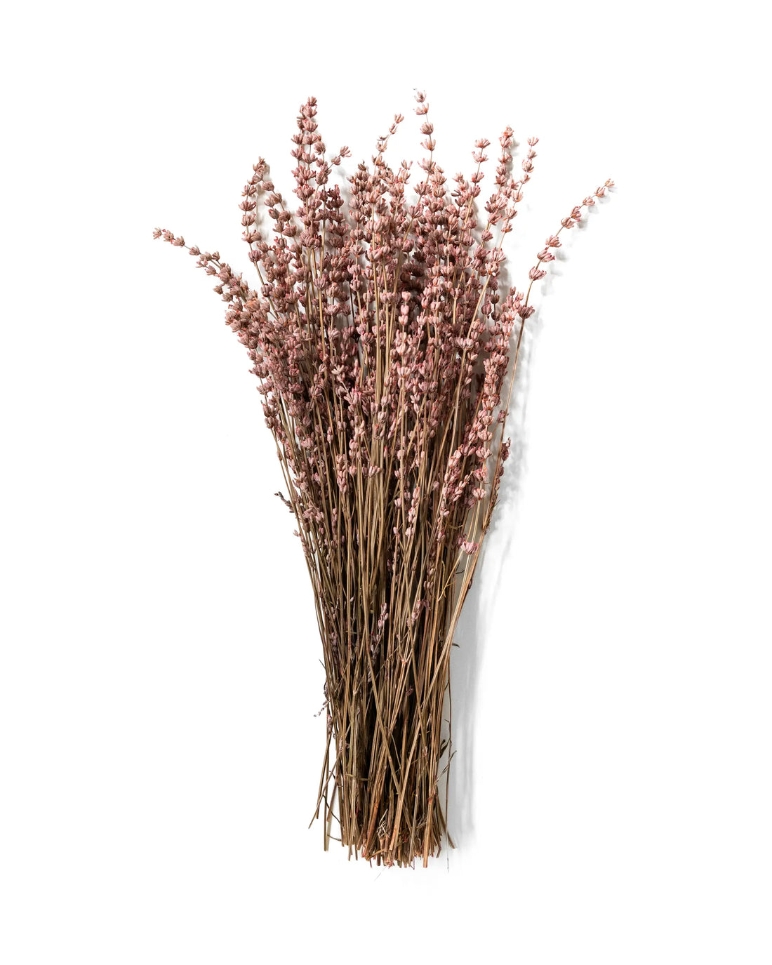 Konserverad Lavendel Rosa