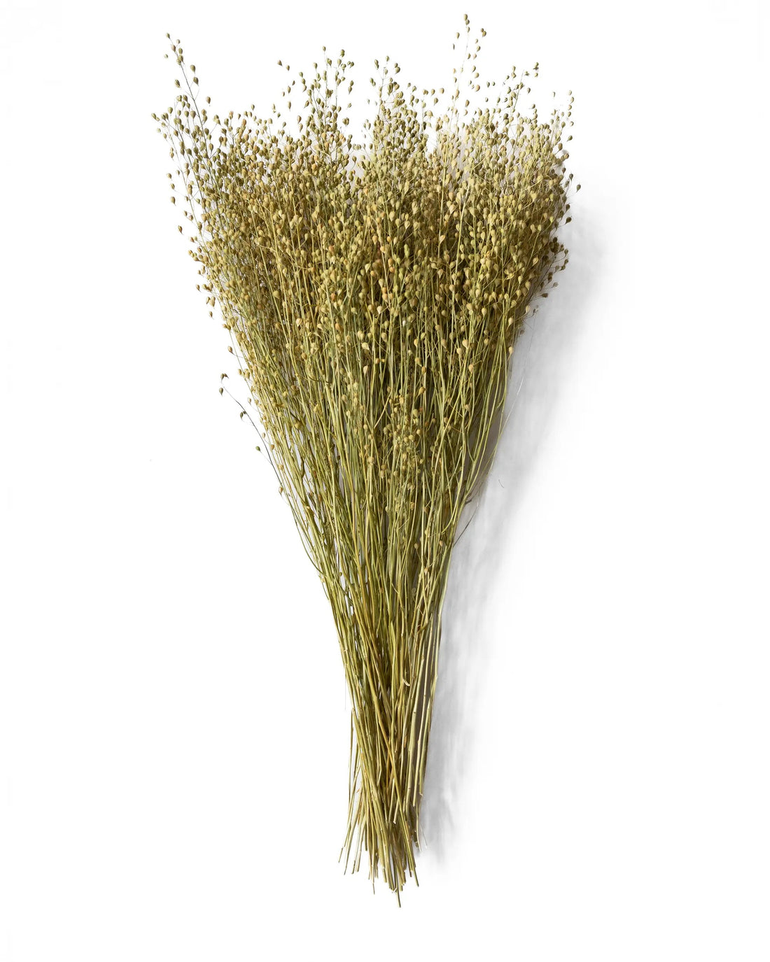 Torkade blommor - Torkad Lepidium