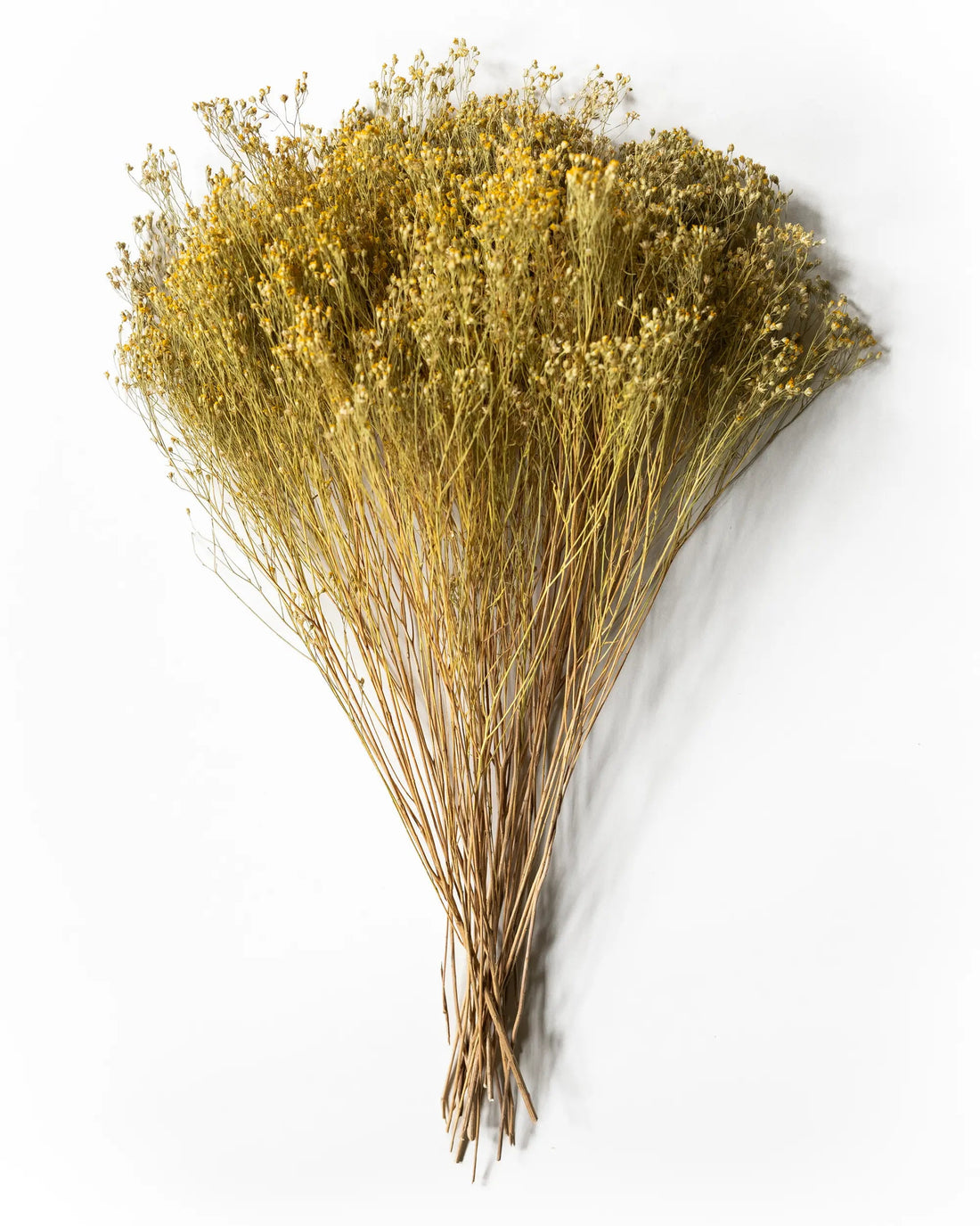 Torkade blommor - Torkat Kvastgräs