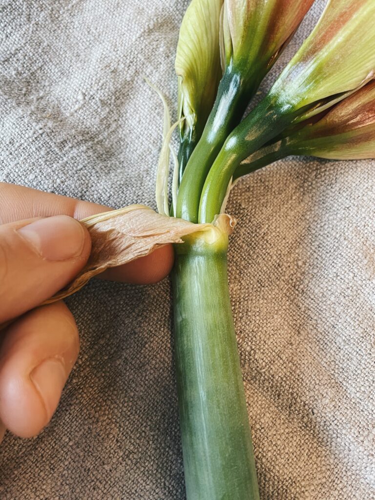 Ta bort blad under blomknopp på amaryllis