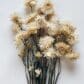 helichrysum vit