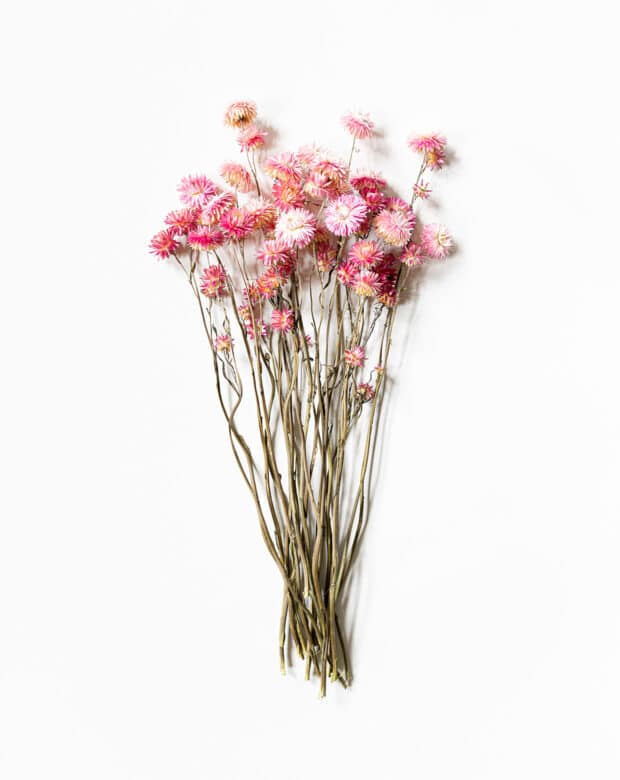 Torkad Helichrysum rosa (eternell)