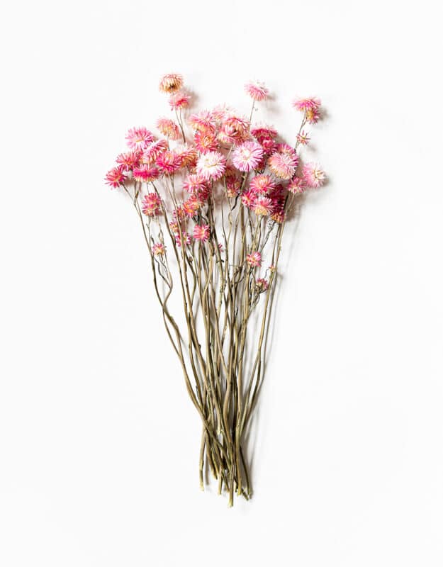 Torkad Helichrysum rosa (eternell)