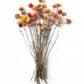 Torkat Helichrysum aprikos