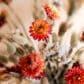 Helichrysum eterneller pampas torkad bukett
