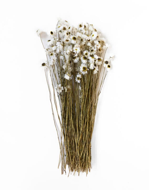 Torkade blommor produktbild vit acroclinium pappersprästkrage
