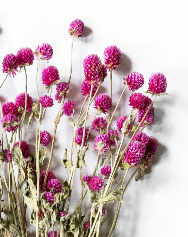 Närbild cerise klotamarant torkade blommor