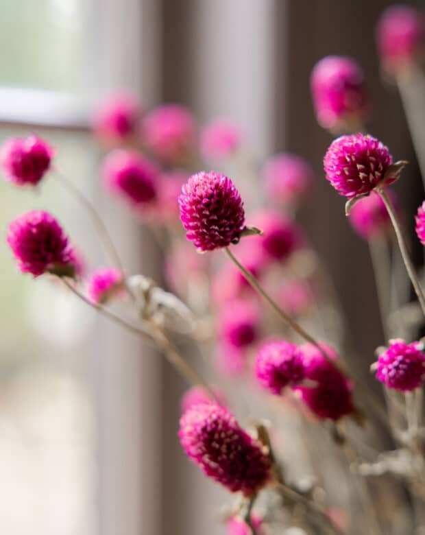 Närbild cerise klotamarant torkade blommor