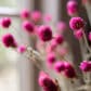 Närbild cerise klotamarant torkade blommor